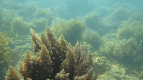 Sản xuất đồ uống lên men từ một số loại rong đỏ ở Việt Nam