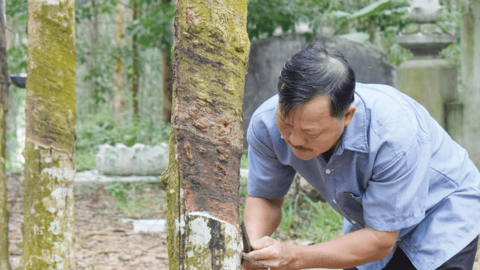 Phòng trừ sâu bệnh trên cây trồng