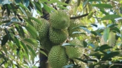 Sầu riêng nghịch vụ sốt giá