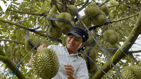 Đắk Lắk thành lập Hiệp hội sầu riêng