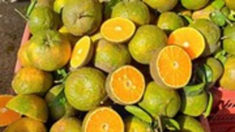 Cam sành rớt giá mạnh, có loại chỉ còn 4.000 đồng/kg