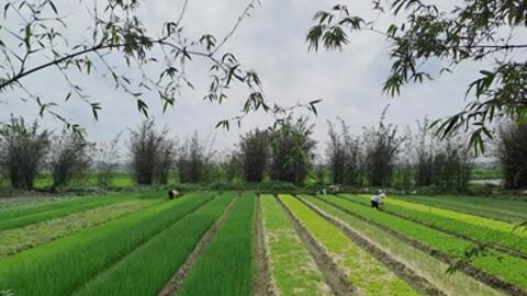 Quảng Bình phát triển mô hình trồng rau hữu cơ