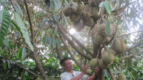 Gia Lai định hướng xuất khẩu sầu riêng chính ngạch