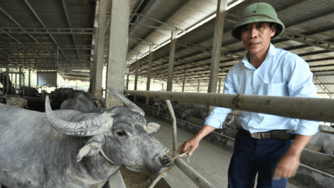Trang trại nuôi trâu gần 20 tỷ của nông dân Hà Tĩnh