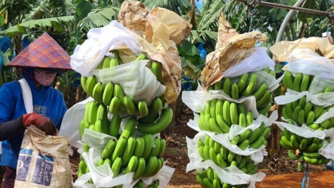 Sớm đăng ký mã vùng trồng, nhiều nông sản Gia Lai xuất khẩu chính ngạch