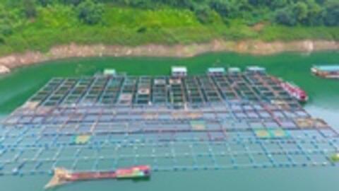 Mục sở thị trại cá lồng VietGAP lớn nhất lòng hồ Hòa Bình