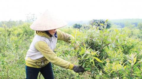 Hướng mở từ cây dược liệu trên vùng đất khó