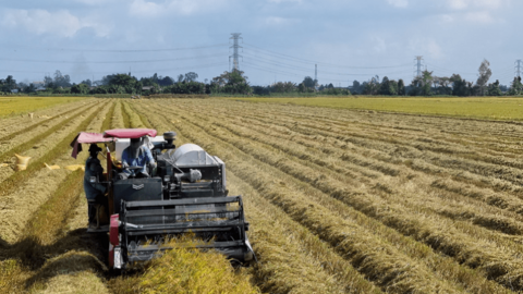 Nhu cầu lớn trong liên kết xây dựng vùng nguyên liệu nông sản sạch 