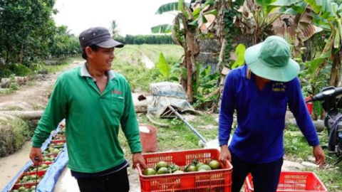 Cam sành tăng giá 10.000 đồng/kg, nông dân miền Tây "nín thở" chờ