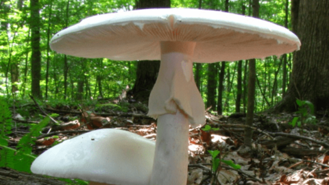 Đẩy mạnh phòng chống ngộ độc thực phẩm do độc tố tự nhiên năm 2023