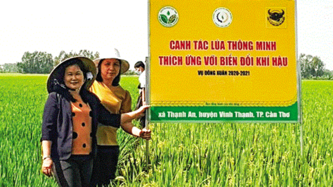 Nhân rộng mô hình canh tác lúa thân thiện với môi trường