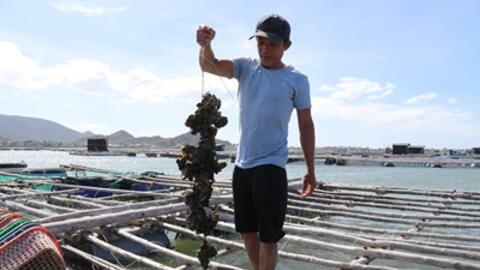 Ninh Thuận khai thác tiềm năng, phát triển nghề nuôi biển bền vững