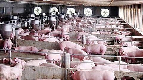 Giá heo hơi giảm