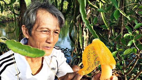 Trồng nấm nữ hoàng ở vùng ngập mặn 