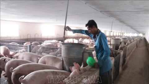 Thúc đẩy kinh tế tuần hoàn trong ngành chăn nuôi