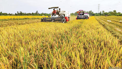 Triển vọng tăng thu nhập cho nông dân trồng lúa 