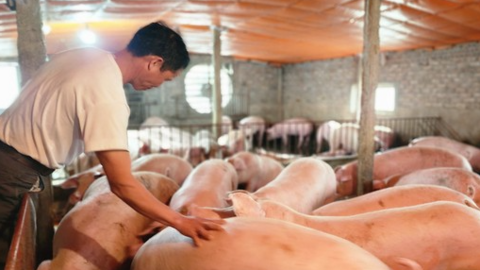 Cám cảnh hơn 2 triệu hộ chăn nuôi 'treo' chuồng trước 'bão' giá