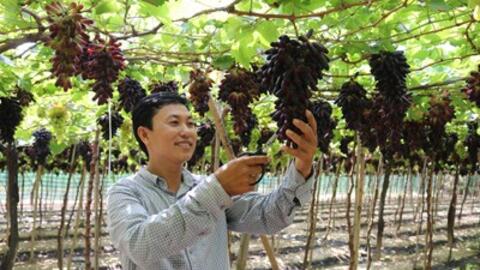 Sức hút từ giống nho ngón tay đen không hạt NH04-102