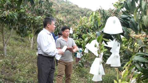 Nâng cao chất lượng sản phẩm từ giải pháp bao trái cây