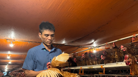 Anh Nguyễn Văn Minh thu 400 triệu đồng/năm từ mô hình gà đẻ trứng an toàn