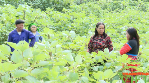 Đổi thay trên các bản tái định cư Mường Do