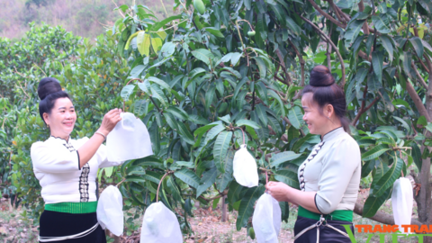 Sơn La: Xây dựng thương hiệu để nông sản vươn xa