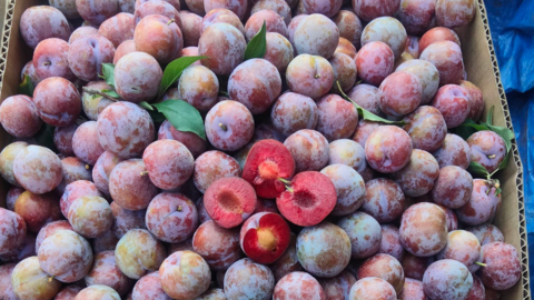 Mận hậu chín đỏ trên cao nguyên Mộc Châu