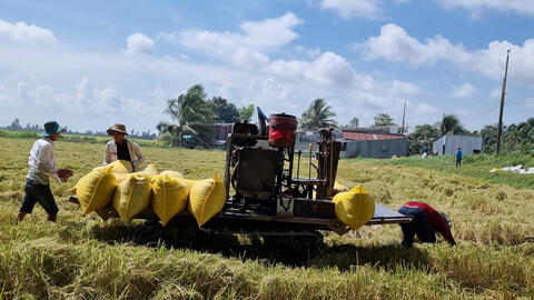 Cần Thơ bước vào thu hoạch lúa hè thu 2023 