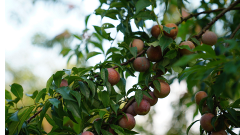 Đặc sản Bắc Hà chín đỏ, nhà vườn thu tiền triệu mỗi ngày