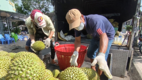 Sầu riêng tăng giá