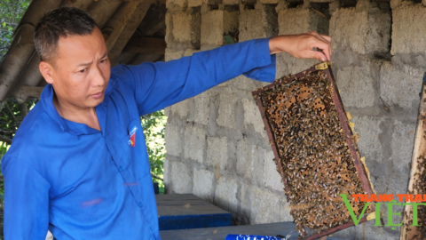 Hưởng lợi từ nghị quyết 07, nông dân Tân Uyên mạnh dạn tăng đàn đại gia súc, nuôi ong lấy mật