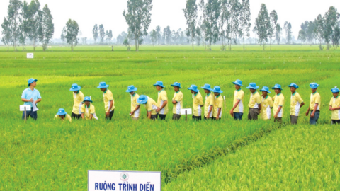 Xuất khẩu gạo kỷ lục, vì sao nông dân vẫn khó khăn? 