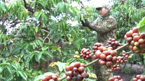 Nghịch lý cà phê tăng giá nhưng người nông dân không vui