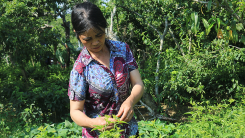 Từ cây bờ rào thành rau sạch ở vùng cao nguyên trắng Bắc Hà