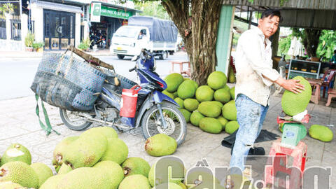 Giá mít Thái khởi sắc trở lại 
