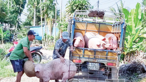 Heo hơi tăng giá, người chăn nuôi heo vẫn còn gặp khó! 