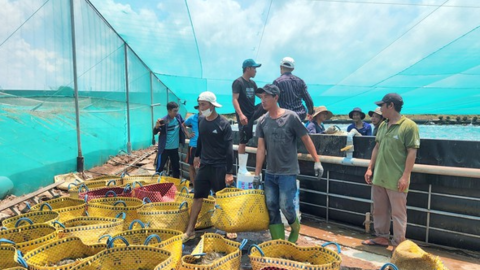 Nhiều chi phí "đè nặng" người nuôi tôm