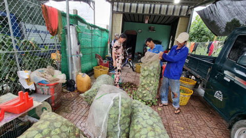 Cây sen giúp nâng cao thu nhập cho nông dân 