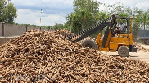 Quanh đi quẩn lại vẫn chỉ bán cho Trung Quốc, xuất khẩu mặt hàng này tiếp tục sụt cả giá và lượng