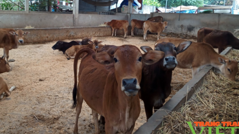 Nông dân Sơn La phát triển chăn nuôi gia súc theo hướng bền vững