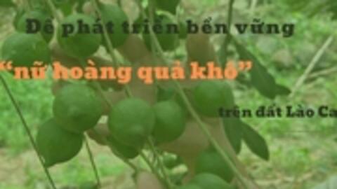 'Nữ hoàng quả khô' trên đất Lào Cai là cây gì mà nông dân kỳ vọng ghê gớm?