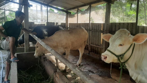 Giá bò thương phẩm tại Tiền Giang, Bến Tre giảm mạnh, nông dân khốn khổ, không có lãi