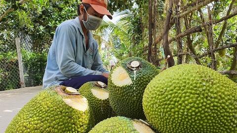 Giá mít Thái tăng 