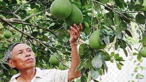 Ở vùng đất gò đồi này, nông dân trồng thanh trà, bưởi da xanh, cam sai chi chít quả, có bao nhiêu cũng bán hết