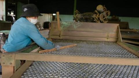 Chuẩn hoá dây chuyền sản xuất, tăng chất lượng cho sản phẩm chè Lâm Đồng