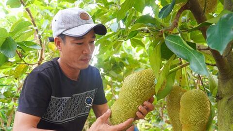 Anh Nguyễn Hữu Khang lai tạo thành công giống mít hương vị sầu riêng