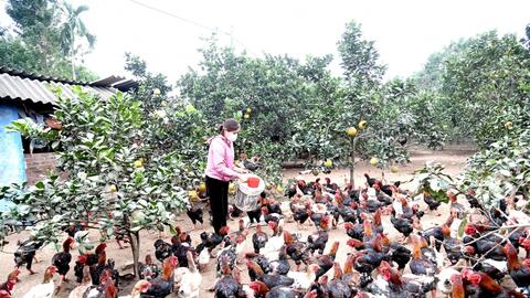 Giúp người lao động tăng thu nhập bền vững