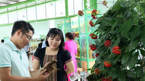 Gần 100 kg sâm Ngọc Linh tươi được chào bán tại phiên chợ lần thứ 56