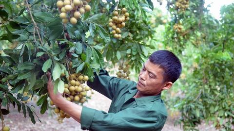Xây dựng thương hiệu nhãn Sông Mã