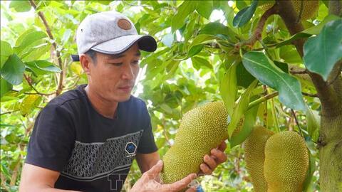 Xôn xao dư luận, ngành nông nghiệp gặp người đã lai tạo và trồng thành công giống mít hương sầu riêng